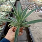 Agave desmettiana cv. variegata