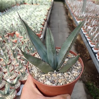 Agave cv. nigra