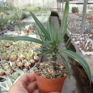 Pachypodium mikea