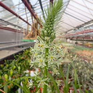 Ornithogalum caudatum