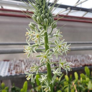 Ornithogalum caudatum