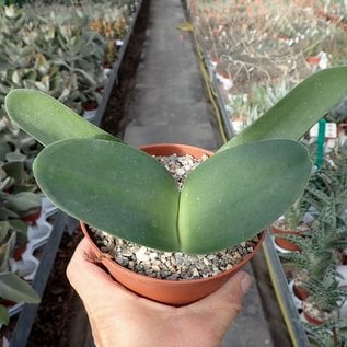 Haemanthus albiflos