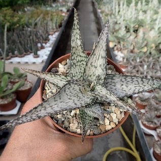 Aloe aculeata cv. Wilderness