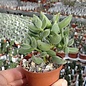 Cotyledon tomentosa