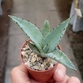 Agave guiengola