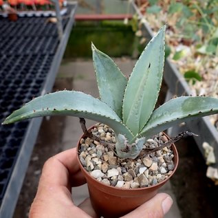 Agave guiengola