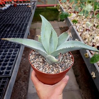 Agave guiengola