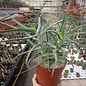 Aloe arborescens v. frutescens