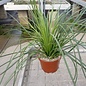 Agave striata       (dw)