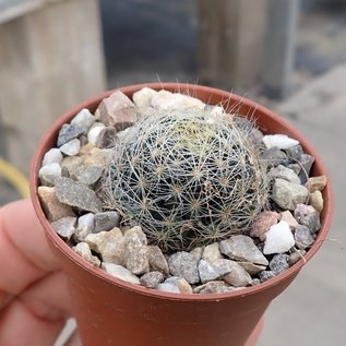 Mammillaria viereckii   San Vincente, Tamaulipas, Mexico