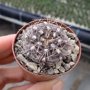 Gymnocalycium taningaense  P 212 Taninga, Ost-Cordoba