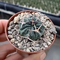 Stenocactus coptonogonus   Fresnillo to Valparaiso, Zacatecas, Mexico