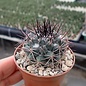 Mammillaria neoschwarzeana