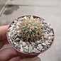 Ferocactus reppenhagenii