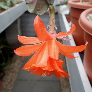 Epiphyllum-Hybr. Lilly