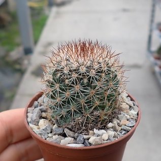 Mammillaria rhodantha ssp. fera-rubra