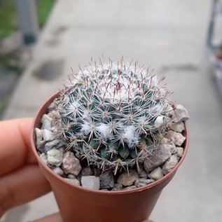 Mammillaria chinocephala   Sandia, Aramberri, Mexico