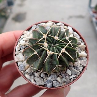 Notocactus sellowii fa. sessiliflora