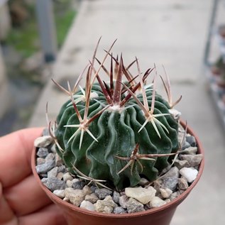 Stenocactus crispatus f. anfractuosus  Patria Nueva, Hidalgo, Mexico