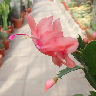 Schlumbergera-Hybr. Thor Freya