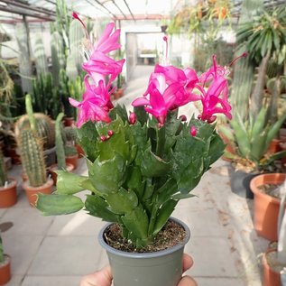 Schlumbergera-Hybr. Thor Carolyne