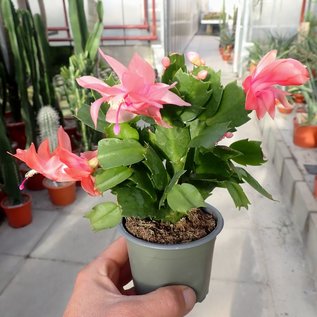 Schlumbergera-Hybr. Thor Freya