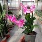 Schlumbergera-Hybr. Thor Ida