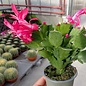 Schlumbergera-Hybr. Thor Olga