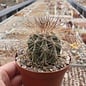 Copiapoa krainziana v. brunispina