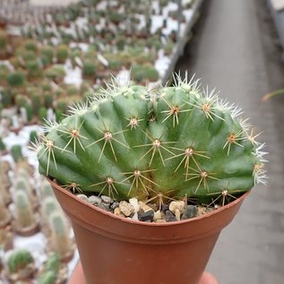 Echinocereus spec.      cristata