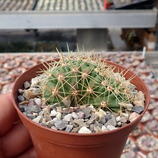 Echinocereus spec.      cristata