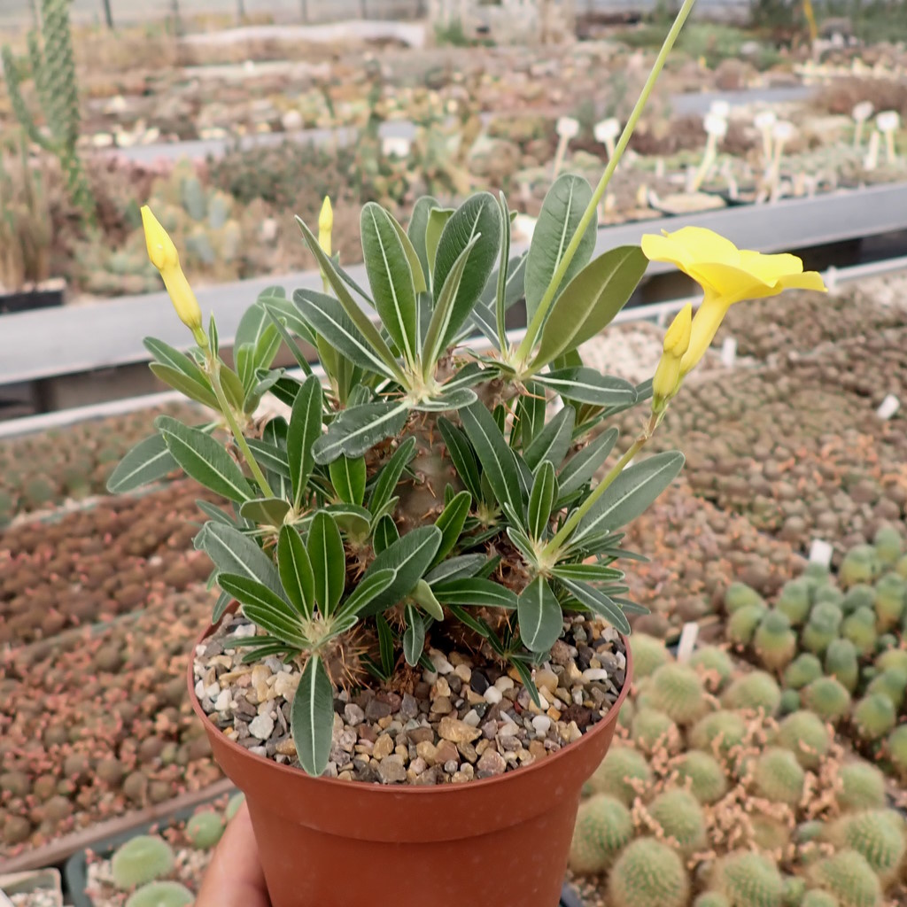 Pachypodium rosulatum Uhlig Kakteen Über 5000 verschiedene Arten