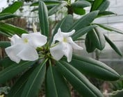 Pachypodium