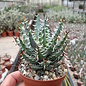 Aloe erinacea