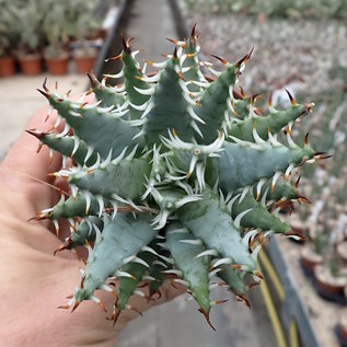 Aloe erinacea