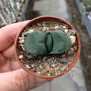 Gasteria armstrongii