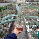 Veltheimia capensis