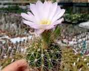 Acanthocalycium