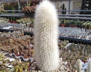 Cleistocactus