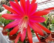 Epiphyllum-Hybr.