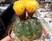 Notocactus