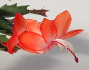 Schlumbergera-Hybr.