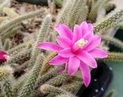 Disocactus