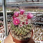 Mammillaria evermanniana