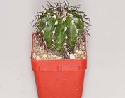 Discocactus