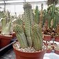 Hoodia pilifera XL