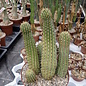 Hoodia pilifera XL