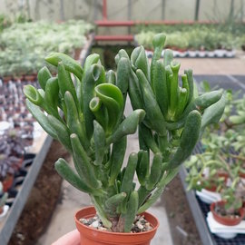 Crassula portulacea cv. Hobbit