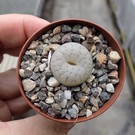 Lithops gracilidelineata v. gracilidelineata (syn. Streyi) C 373 TL 25 km SE Fransfontein (N)