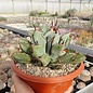 Agave potatorum cv. Cubic